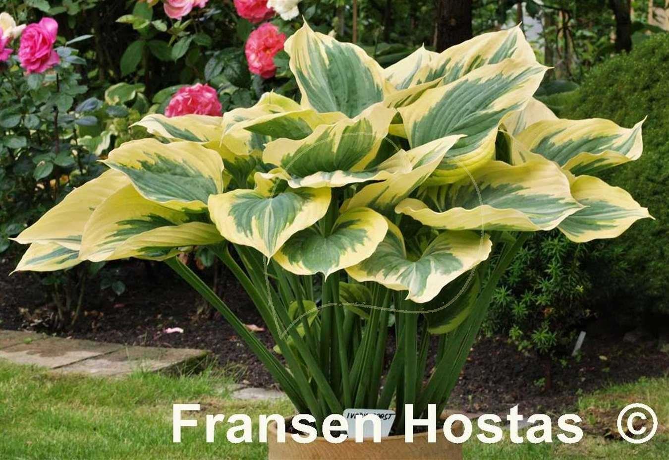 Хоста Hosta ‘Ivory Coast’